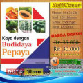 kaya dengan budidaya pepaya