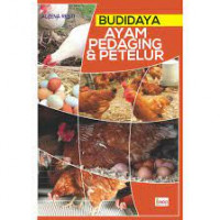 budidaya ayam pedaging dan petelur