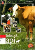 Beternak Sapi