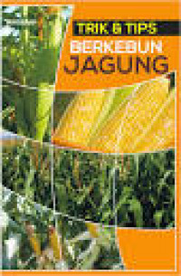 trik &tips berkebun jagung