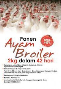 panen ayam broiler 2 kg dalam 42 hari