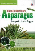 SUKSES BERTANAM asparagus