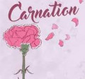Carnation