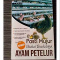 pasti mujur usaha budidaya  ayam petelur